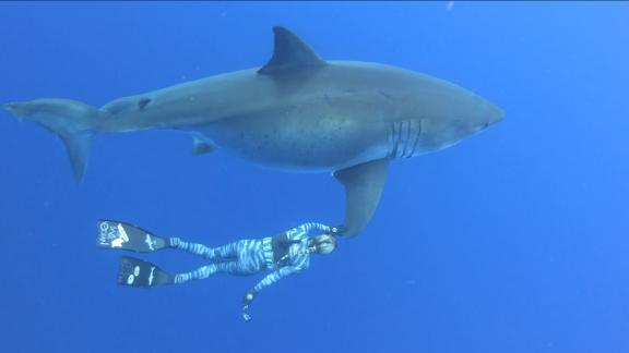 Legendary Great White Shark Filmed Swimming With Divers