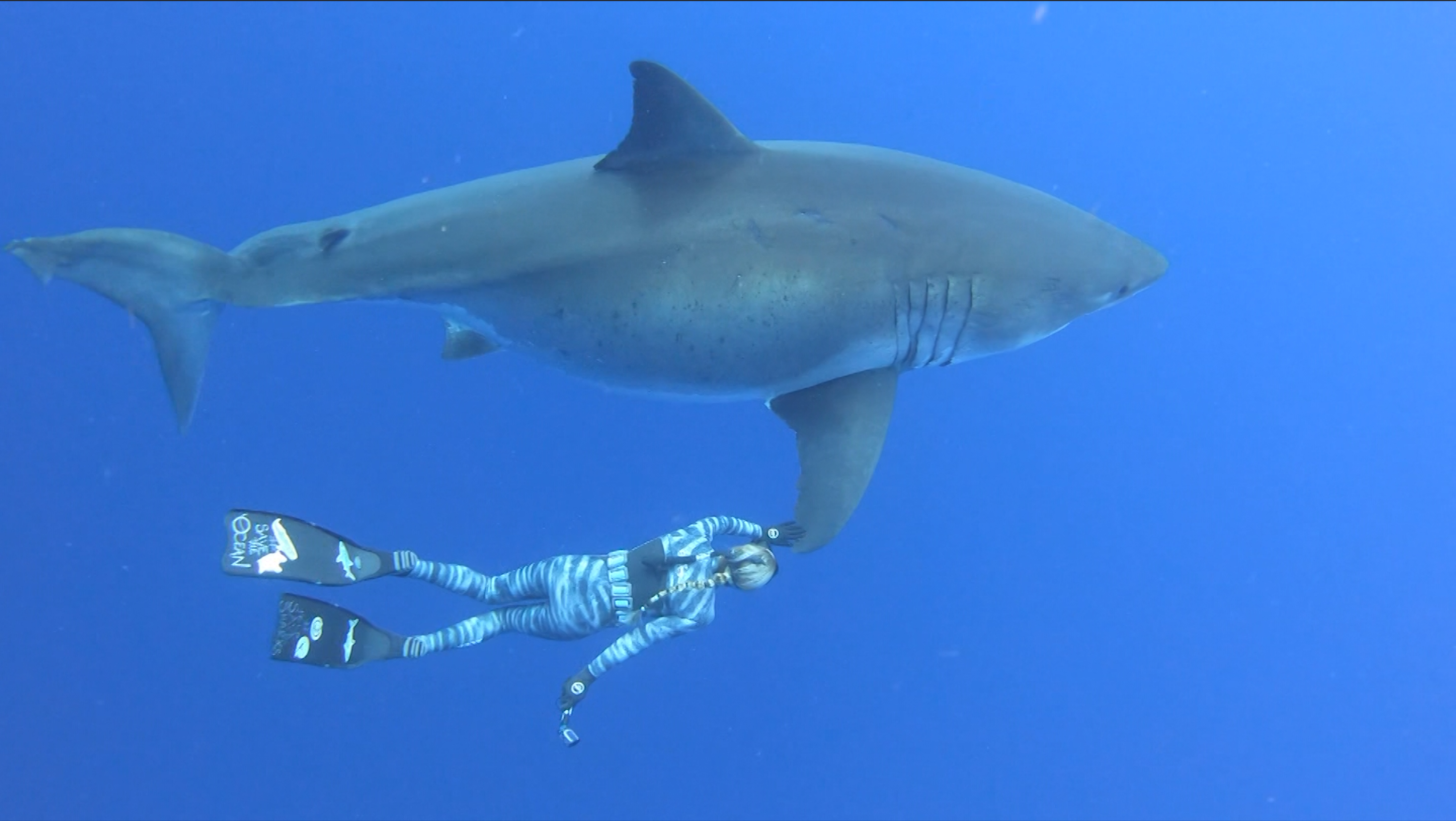 pictures of deep blue shark with divers
