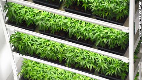 Marijuana plants are seen at the Canopy Grown cannabis factory in Smiths Falls, Canada.
