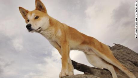 A dingo stands in an enclosure at the Dingo Discovery and Research Centre at the Toolern Vale in rural Victoria in 2009.