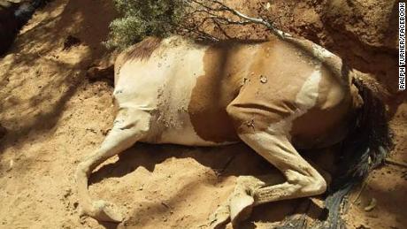 Dead feral horses were found in a dried-up waterhole in the Northern Territory, Australia.