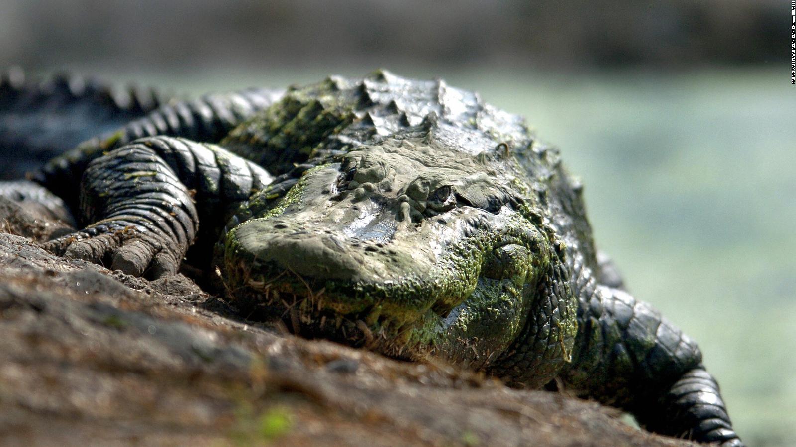 which is more expensive crocodile or alligator