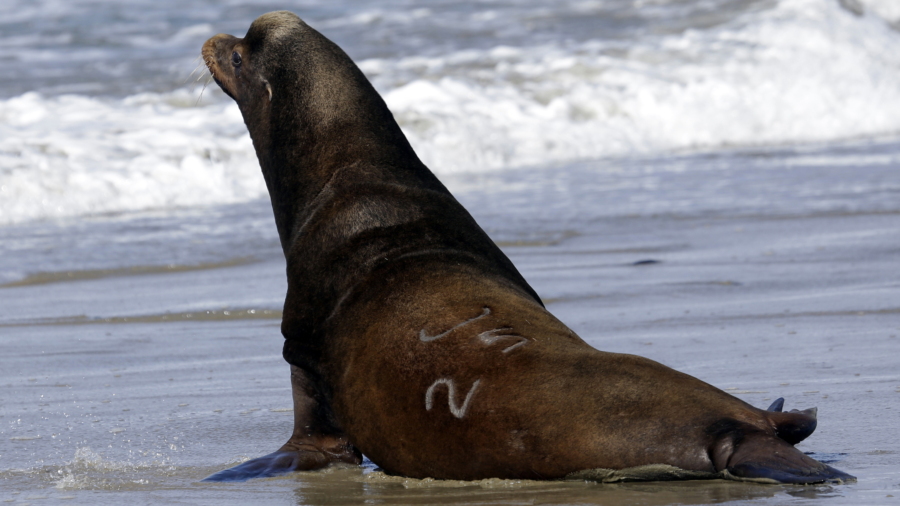 It S Now Legal To Kill Sea Lions That Threaten Salmon In The Pacific Northwest Cnn