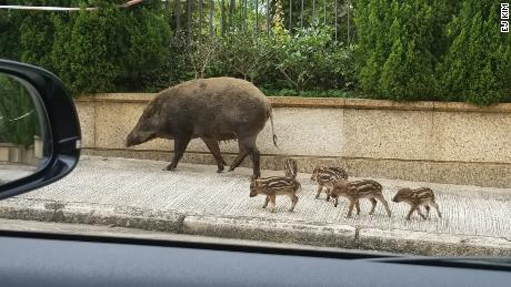 Experts warn never to approach boar piglets because the mother might become aggressive.