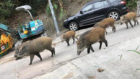 A group of boars out for a stroll in Hong Kong.