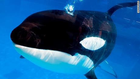 Kayla, a 30-year-old female orca, died Monday, SeaWorld says. Five orcas remain at SeaWorld Orlando.