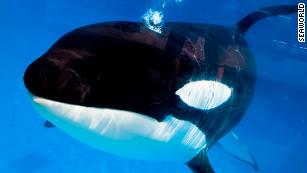 Kayla, uma orca de 30 anos, morreu segunda-feira, segundo o SeaWorld.  Cinco orcas permanecem no SeaWorld Orlando.
