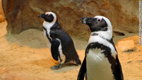 Penguins at the Two Oceans Aquarium that participated in Mafunda&#39;s work.