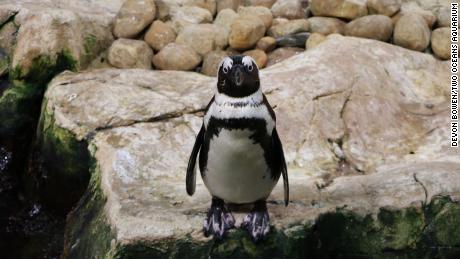 African penguins numbers have dropped sharply over the past century. 