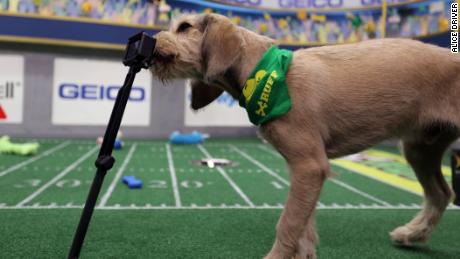 Why you can't miss Puppy Bowl 2019