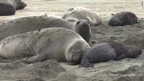 Roughly 60 elephant seals toppled a fence and made Drakes Beach their new home. 