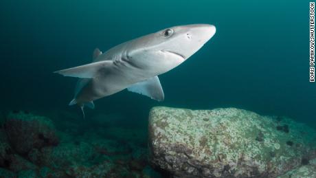 The spiny dogfish is considered endangered in Europe, and vulnerable globally.