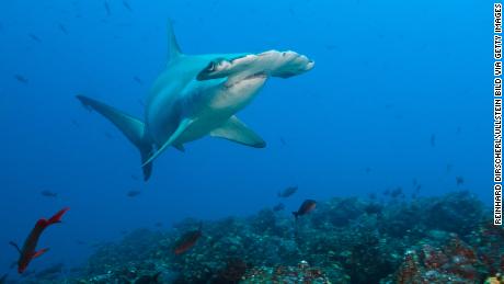 Fins were found on sale belonging to the globally endangered scalloped hammerhead shark.