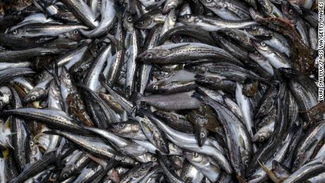 PRIMORYE TERRITORY, RUSSIA - MAY 29, 2018: Alaska Pollock in the hold of the Uraganny seiner (MRS-450) of the Dobroflot Fishing Company. Yuri Smityuk/TASS (Photo by Yuri Smityuk\TASS via Getty Images)