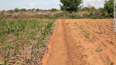 The field on the left uses climate-smart agricultural technique of mulching, so maize has been able to grow better and will produce more food.