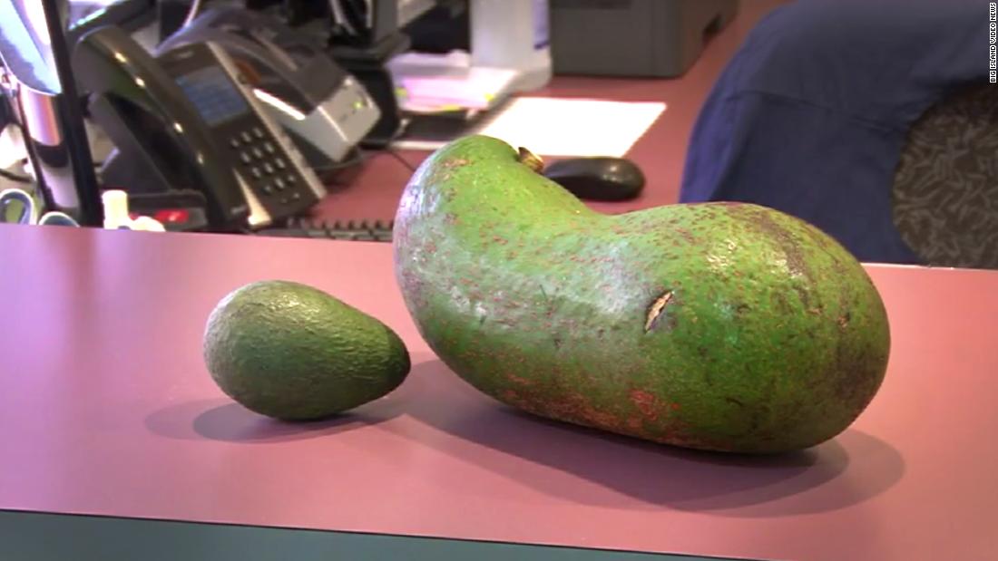 Гигантские авокадо. Гигантский авокадо. Авокадо в рекорде Гиннесса. Авокадо навал. Самое большое авокадо в мире игрушка.