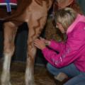 Horse Barber clipping