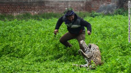 Panicked leopard goes on rampage in Indian village