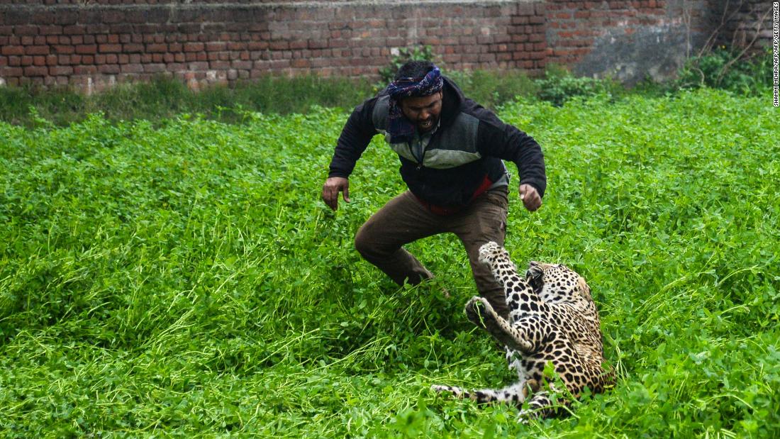 Panic Leopard is raging in the Indian village – NewsBeezer