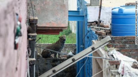 A leopard that has attacked residents is spotted near a house in Lamba village on January 31, 2019.