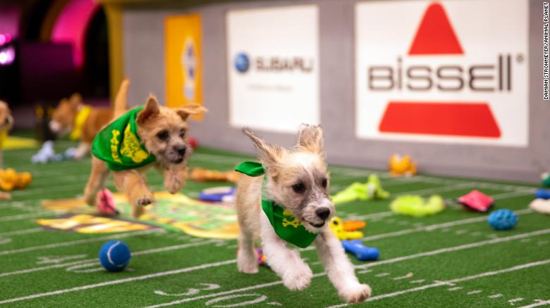 the puppy bowl 2019 channel