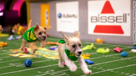 purina puppy bowl