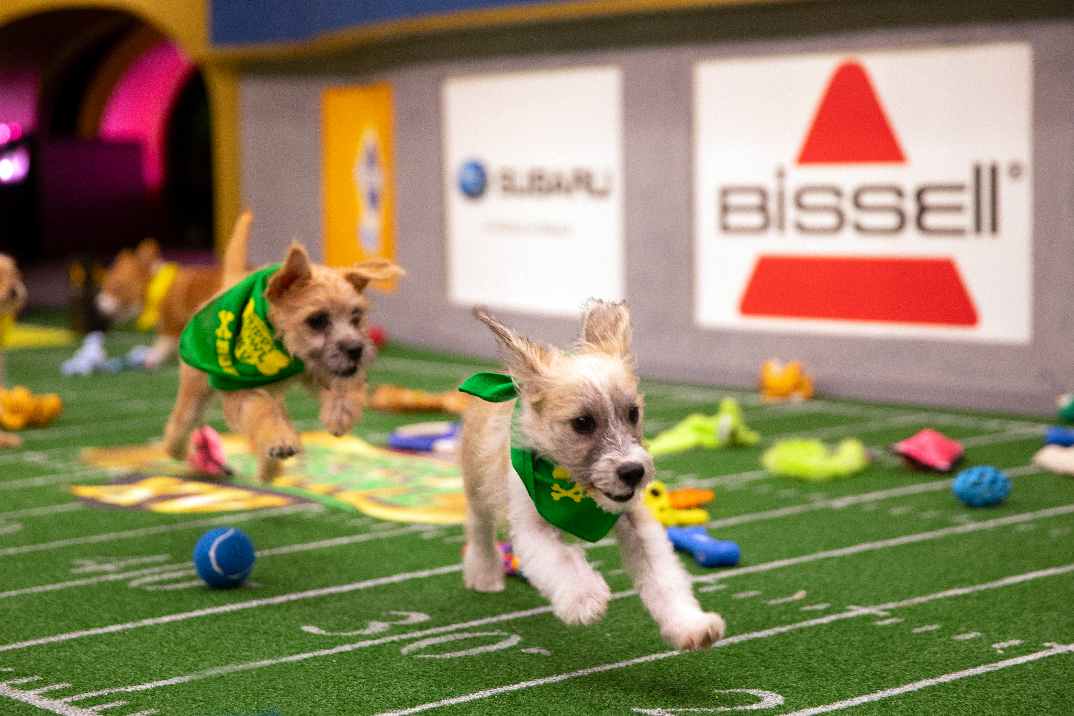 puppy bowl dogs