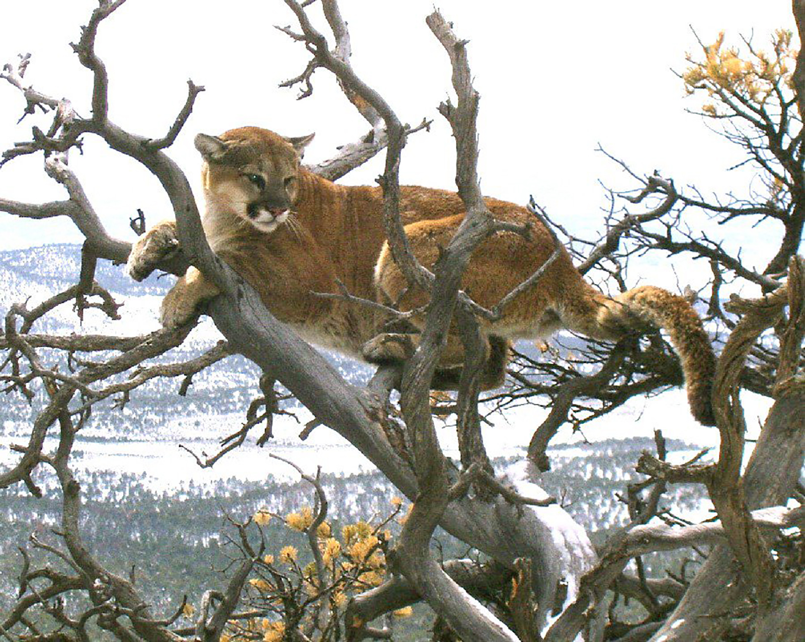 mountain lion attacks