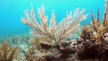 A colony of the soft coral known as the &quot;bent sea rod&quot; stands bleached on a reef off of Islamorada, Florida. Hard and soft corals are presently bleaching- losing their symbiotic algae Ð all over the coral reefs of the Florida Keys due to unusually warm ocean temperatures this summer. Months with waters warmer than 85 F have become more frequent in the last several decades compared to a century ago, stressing and in some cases killing corals when temperatures remain high for too long. TUESDAY, APRIL 12, 2016