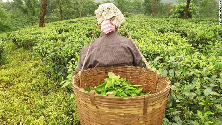 The deadly reality for pregnant women in Assam's tea fields