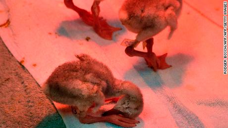 Rescued chicks rest under the red light of an incubator early in their rehabilitation.