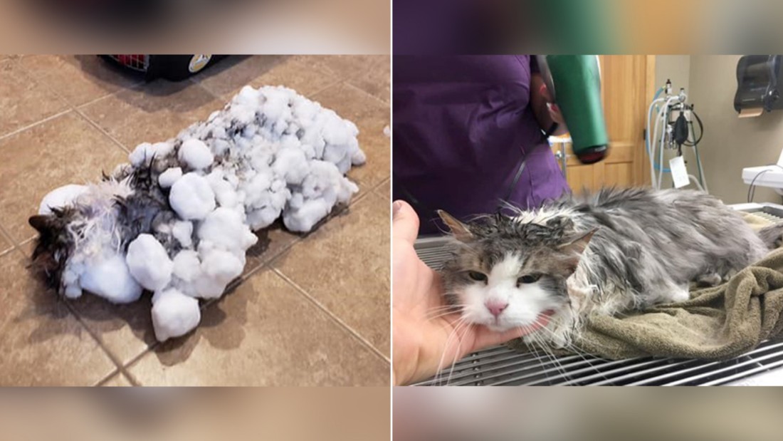 Frozen Feline Thawed Out After Being Found In A Snowbank Cnn