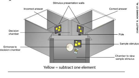 A diagram of an apparatus used to train and test free-flying bees. 