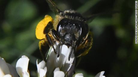 Bees and other animal pollinators pollinate about 35% of the foods we eat, according to the USDA. 