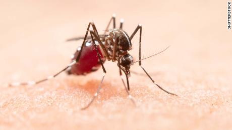 Diet drugs could halt mosquitoes&#39; blood-sucking behavior, study says