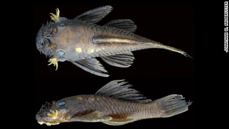 One of the new catfish species, Ancistrus patronus.