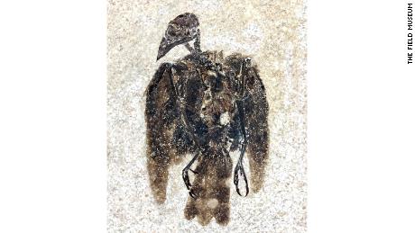 The first-known perching bird fossil.