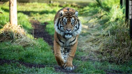 Asim, a seven-year-old Sumatran tiger, was transferred to London Zoo as part of the European Endangered Species Programme.