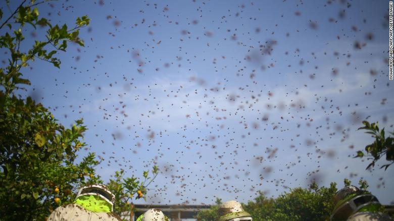Bees swarm in the sky as Palestinian workers remove frames from beehives to collect honeycombs in the Gaza Strip.