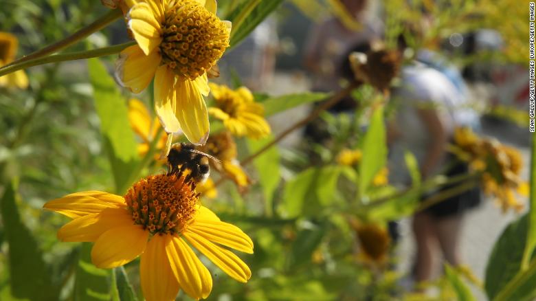 A bumblebee lands on a flower as workers from the Federation for Nature Protection German inspect an urban garden in Berlin, Germany.