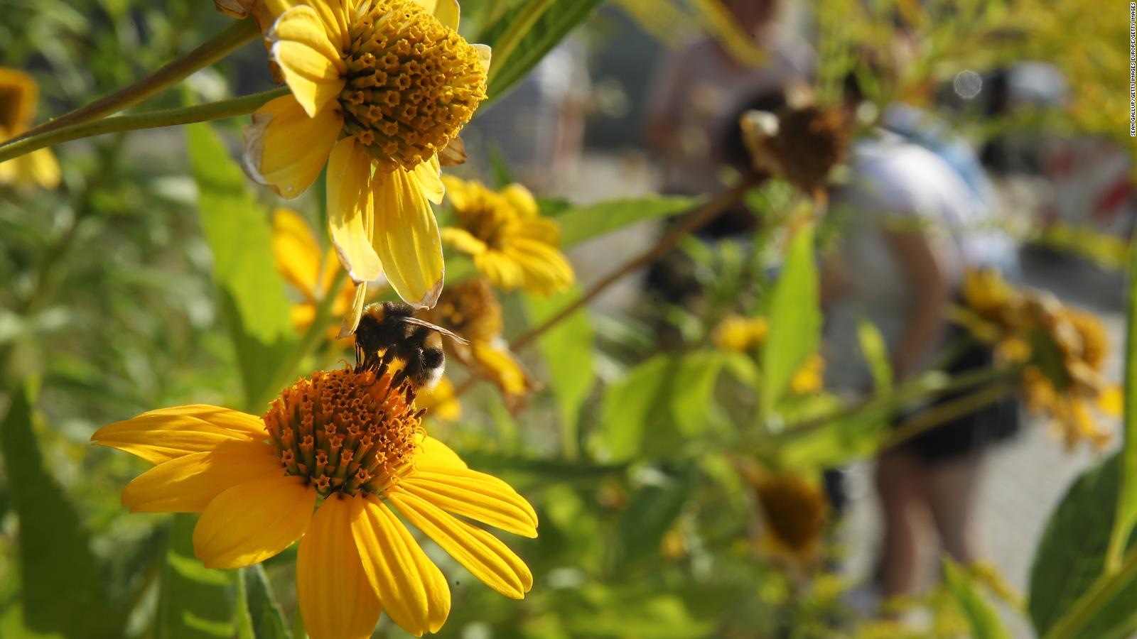 Food supply under threat due to biodiversity loss across globe: UN ... Biology Diagrams