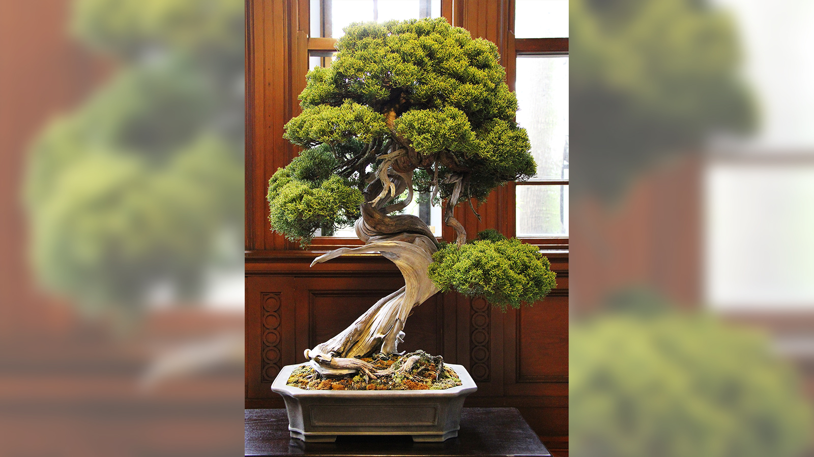 Bonsai Thief Steals 118 000 Of Tiny Trees Including Prized 400 Year Old Juniper Cnn
