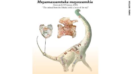 The bones, including the heart-shaped tail vertebra, recovered during the excavation.