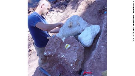 Excavating the titanosaur fossils.