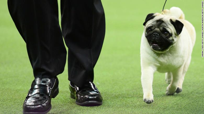 Westminster Dog Show Fast Facts