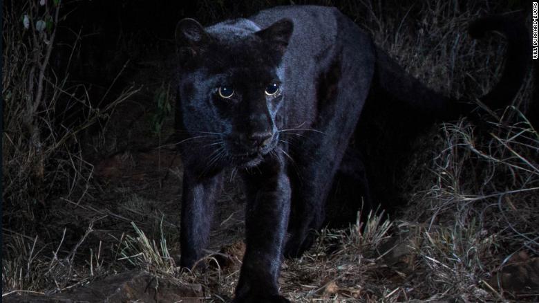 Scientists for the San Diego Zoo spotted this rare black leopard --sometimes called a black panther -- in Laikipia County, Kenya. 