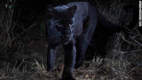Rare black leopard captured in new images from Kenya