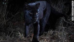 Rare black leopard captured in new images from Kenya