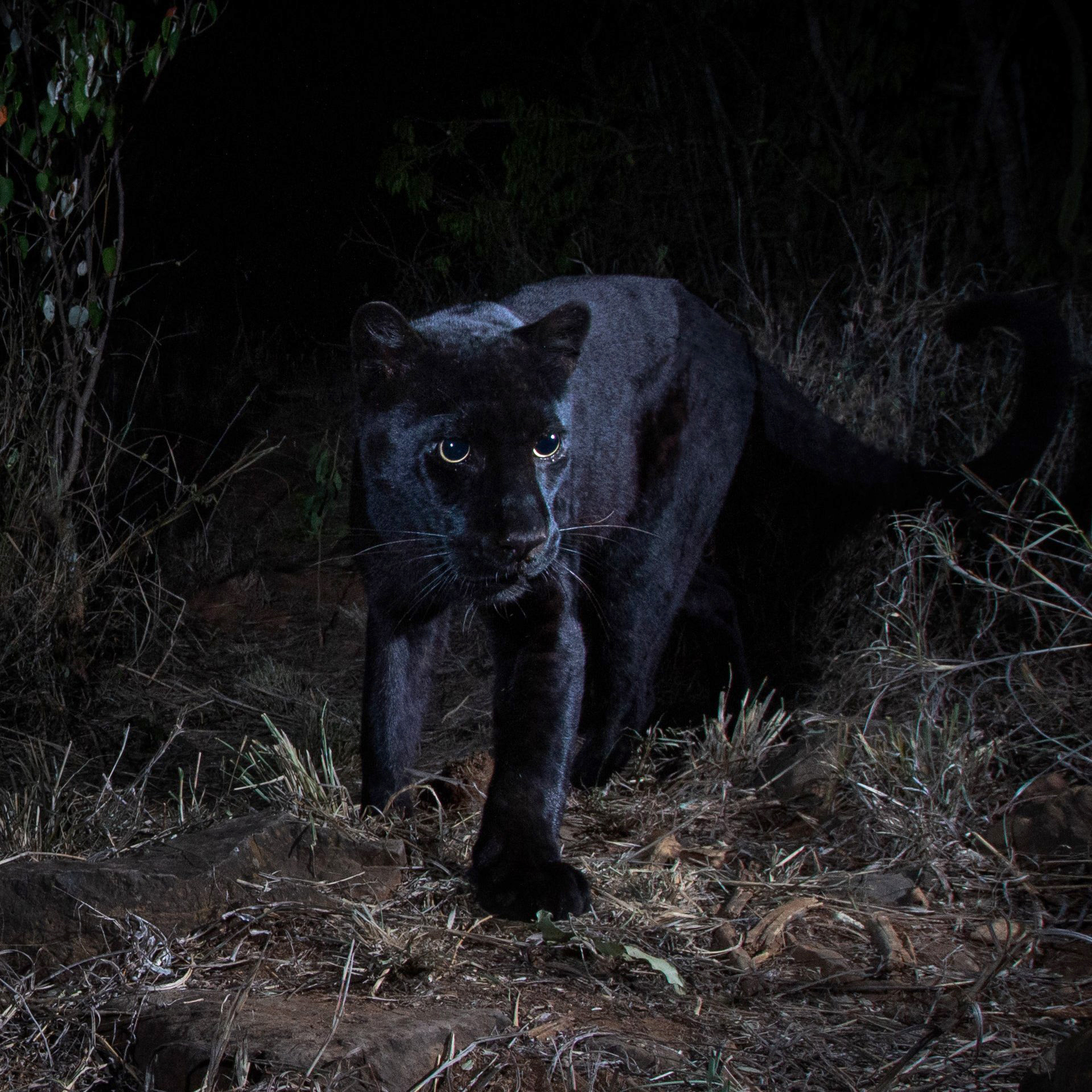 Rare Black Leopard Captured In New Images From Kenya