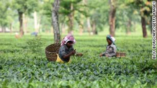 In India, croplands delivered the biggest increase in green leaf area.